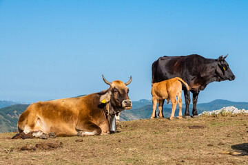 Cows grazing on the top of Rocca del Crasto in the Nebrodi Park, Sicily, Italy