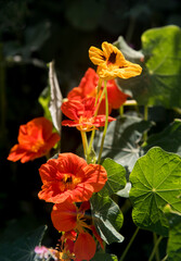 nasturtium flowers full sun at spring