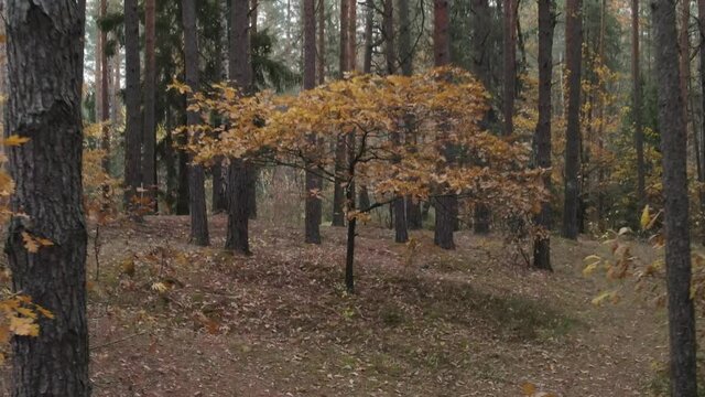Drone view of the forest and tree tops, road and blue sky, on an autumn day in bad weather
