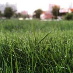 grass in the garden