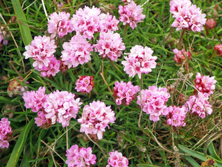Pretty pink sea thrift flowers, Armeria maritima