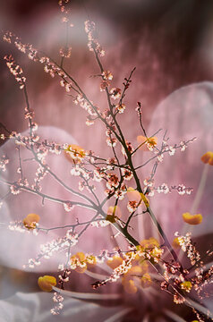 Apricot blossom tree in spring, white apricot blossoms.Soft peach background