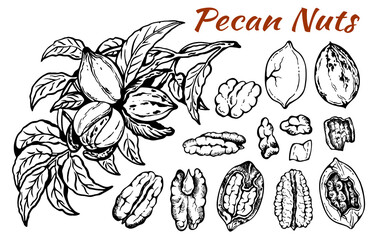 Sketch drawing set of pecan nuts with leaves isolated on white background. Line art nut in shell, textured walnut, botanical, rustic, leaf, plant, organic snack. Vector illustration. - obrazy, fototapety, plakaty