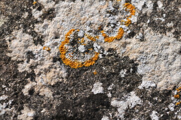 White and Orange Lichen on Stone