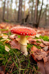 Amanita muscaria (fly agaric or fly amanita) during autumn in forest 