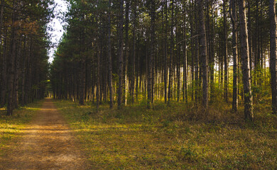 path between tall trees in a forest near Kozani, Greece