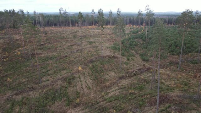 Drone view of the forest and tree tops, road and blue sky, on an autumn day in bad weather