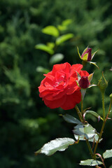 赤いバラの花