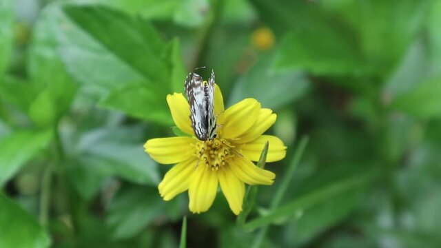 Overhead view of a Common Pierrot butterfly feeding on a yellow tickseed flower