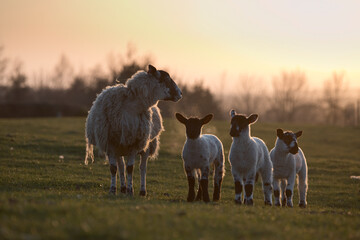 Sheep and lambs in a field in spring at dusk, North Yorkshire, England, United Kingdom © A Linscott