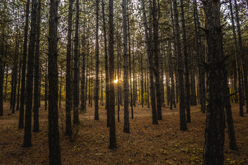 sunrise between trees in a forest