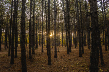 Obraz premium sunrise between trees in a forest