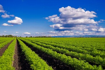 Fototapeta na wymiar carrot field with blue sky and white clouds