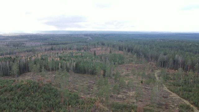Drone view of the forest and tree tops, road and blue sky, on an autumn day in bad weather