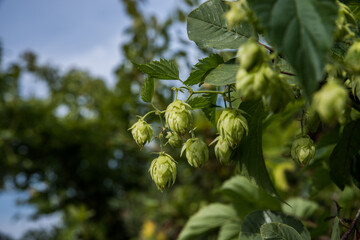 Hops for beer production. Selective focus.