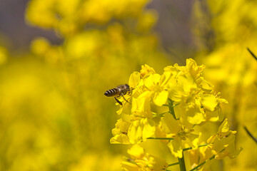 菜の花と蜜を吸いに来たミツバチ