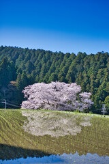 桜と水面に映る桜