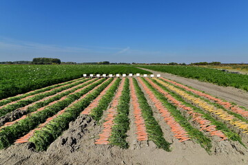 Fototapeta na wymiar Harvest carrots stock photo
