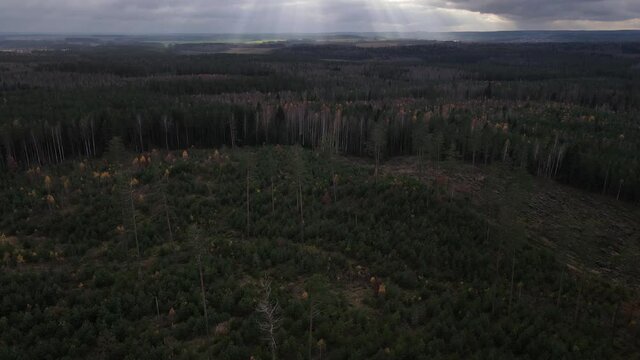 Drone view of the forest and tree tops, road and blue sky, on an autumn day in bad weather