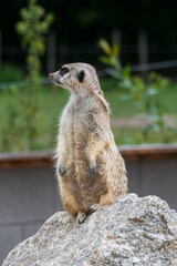 Erdmännchen blickt lustig um sich herum