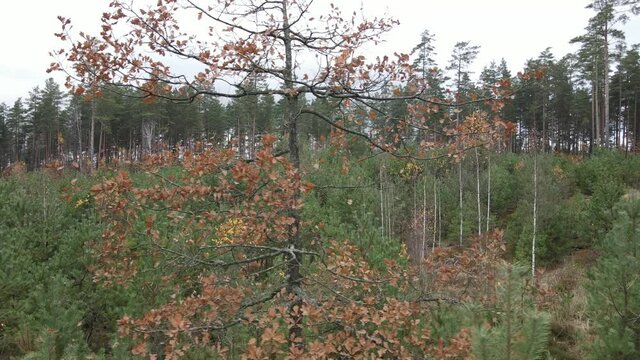 Drone view of the forest and tree tops, road and blue sky, on an autumn day in bad weather