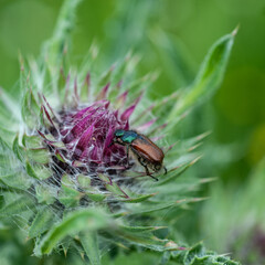 Weevil on a Thistle