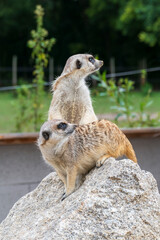 Erdmännchen blicken lustig um sich herum