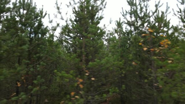 Drone view of the forest and tree tops, road and blue sky, on an autumn day in bad weather