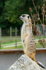 Erdmännchen blickt lustig um sich herum