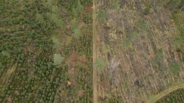 Drone view of the forest and tree tops, road and blue sky, on an autumn day in bad weather