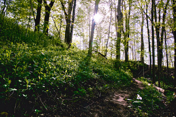 Trillium in a forest trail as spring arrives at the Seaton Trail.