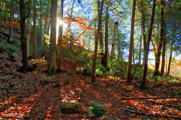 Autumn leaves covered the forest in a National park in Canada.