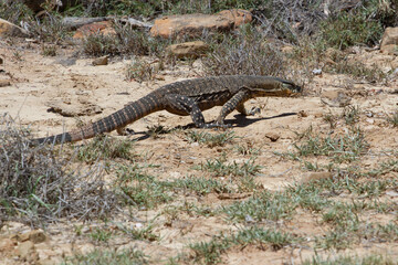 A goanna walks across the dry ground
