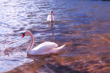 Łabędzie  © Magical moments