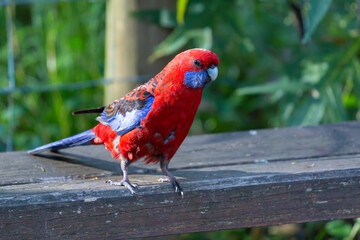 Crimson Rosella 