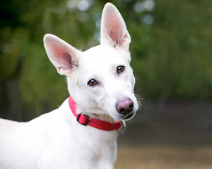 A white Shepherd dog listening with a head tilt