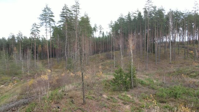 Drone view of the forest and tree tops, road and blue sky, on an autumn day in bad weather