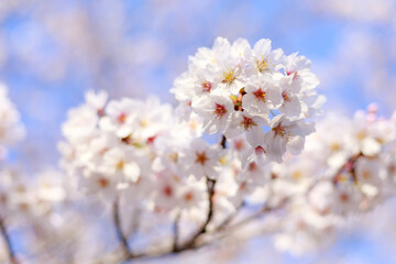 Obraz premium 桜 さくら 