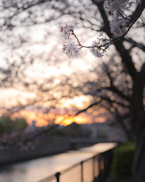 桜　さくら　