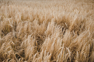 Fototapeta premium Wheat field. Fields of wheat at the end of summer fully ripe