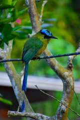 Barranquero 
Momotus Aequatorialis