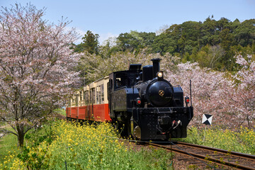 Fototapeta na wymiar 春の小湊鉄道　桜と菜の花とトロッコ列車　飯給駅