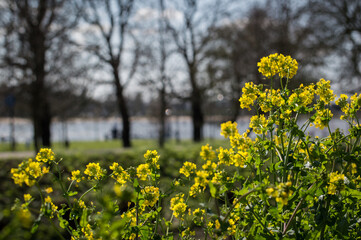 yellow flowers and trees in the background