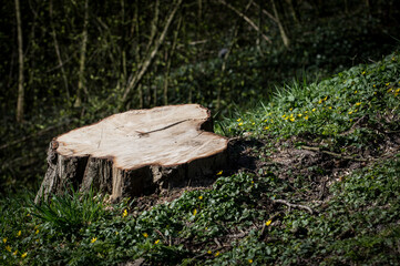 stump in the forest