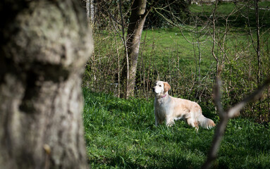 labrador in gras with tree