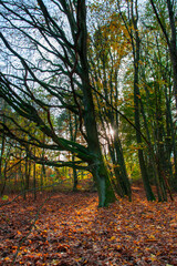 autumn in the forest with sunbeams 