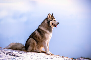 Alaskan Malamute dog , close-ups , April 2021