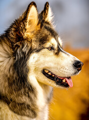 Alaskan Malamute dog , close-ups , April 2021