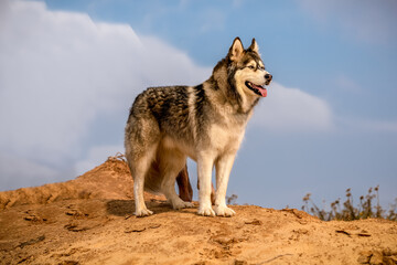 Alaskan Malamute dog , close-ups , April 2021