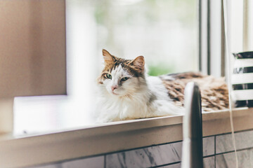 Cat lounging on window sill